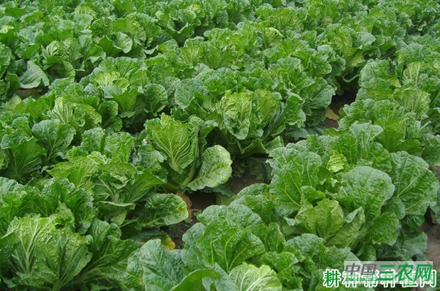 三园金秋大白菜品种好不好？