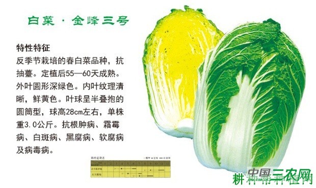 金峰3号大白菜品种好不好？