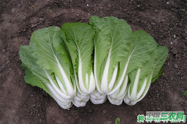 浙白6号小白菜品种好不好？