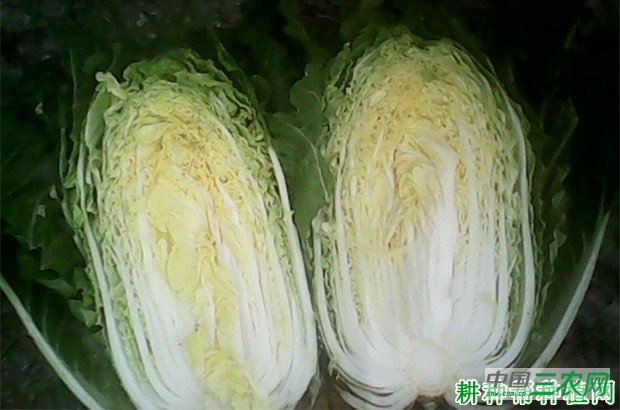 金峰3号大白菜品种好不好？