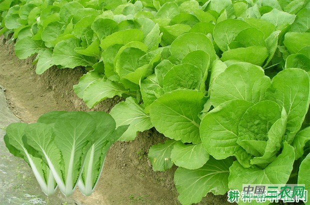 浙白6号小白菜品种好不好？