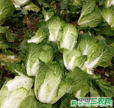 德高春大白菜品种好不好？