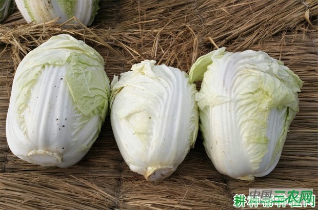 德高春大白菜品种好不好？