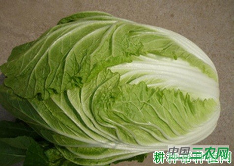 胶白7号大白菜品种好不好？