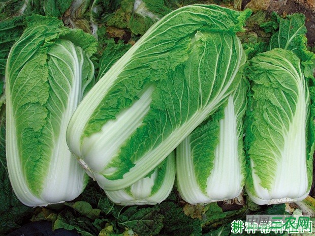 春泉大白菜品种好不好？