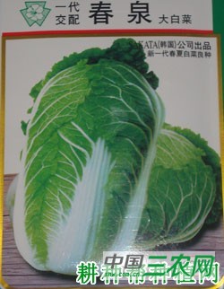 春泉大白菜品种好不好？