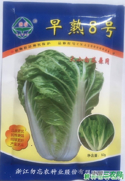 早熟8号大白菜品种好不好？
