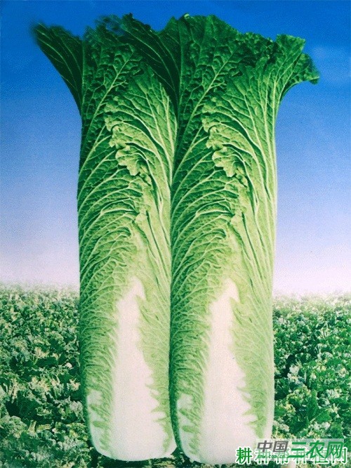 中白76大白菜品种好不好？