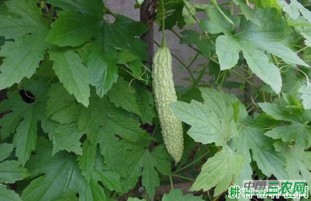 种植苦瓜如何叶面追肥？