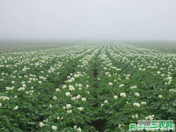 希森8号马铃薯品种好不好？