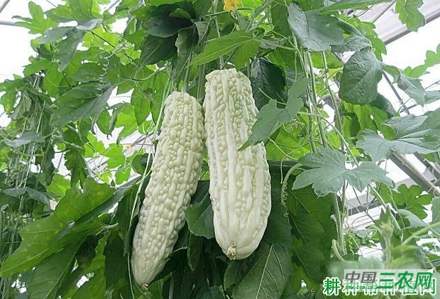 种植苦瓜如何叶面追肥？