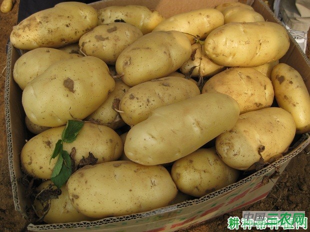 希森8号马铃薯品种好不好？