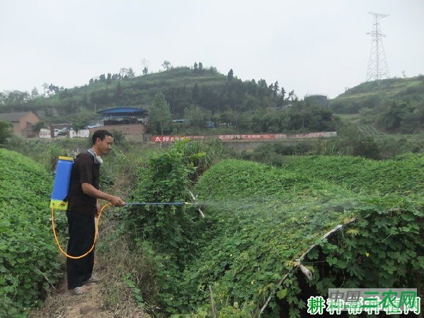 种植苦瓜如何追肥？