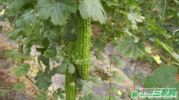 种植苦瓜如何追肥？