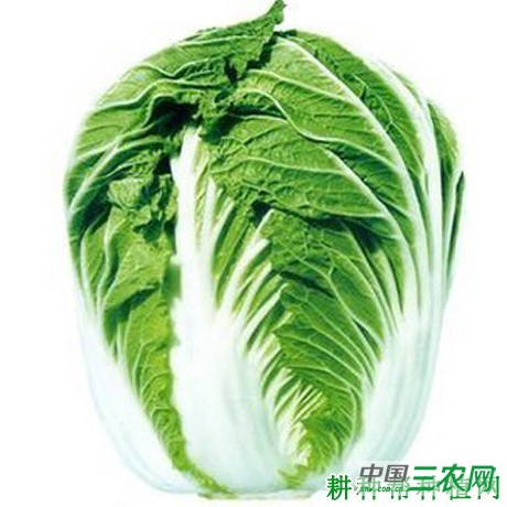 琴萌2号大白菜品种好不好？