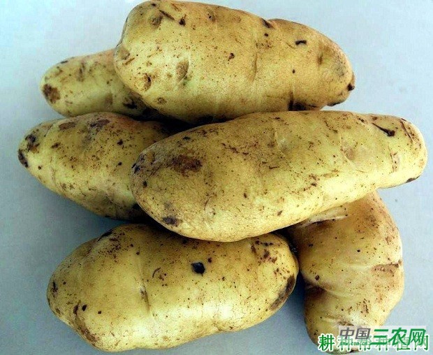 希森5号马铃薯品种好不好？