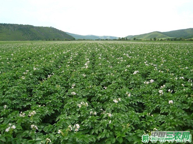 希森5号马铃薯品种好不好？