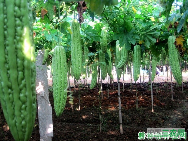 种植苦瓜如何进行土壤消毒？