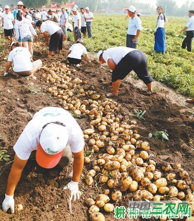 希森6号马铃薯品种好不好？