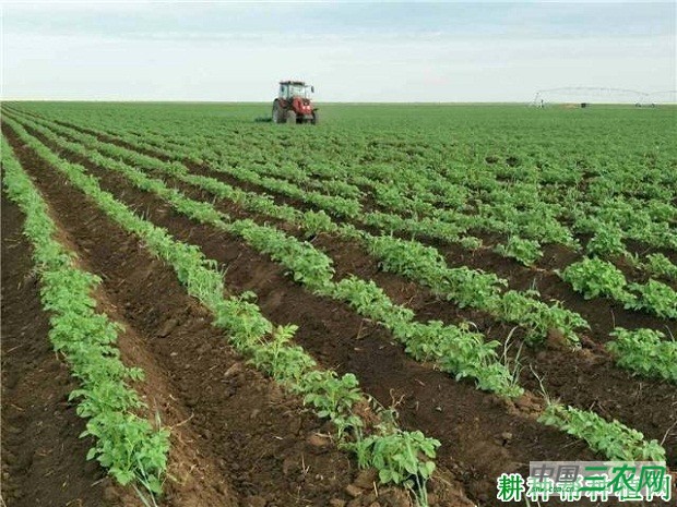 希森6号马铃薯品种好不好？