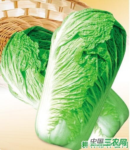 京秋3号大白菜品种好不好？
