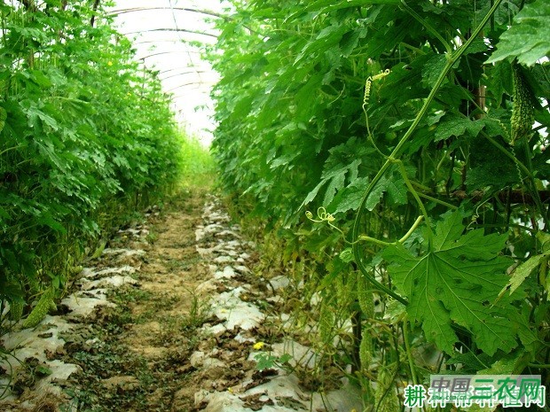 大棚种植苦瓜如何施二氧化碳肥？