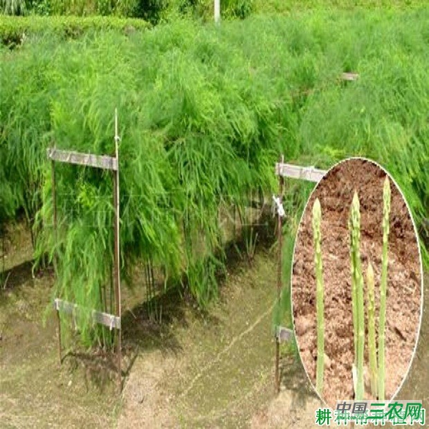 绵笋1号芦笋品种好不好？