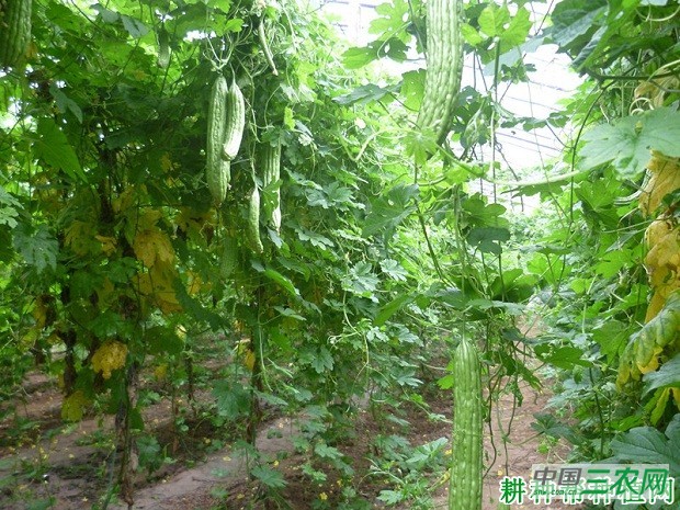 大棚种植苦瓜如何施二氧化碳肥？