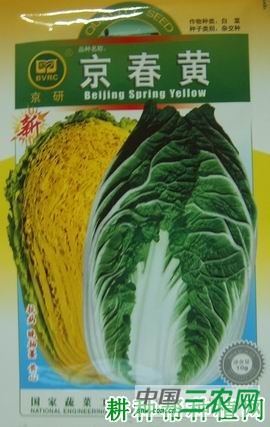 京春黄大白菜品种好不好？