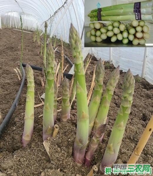 临芦1号芦笋品种好不好？
