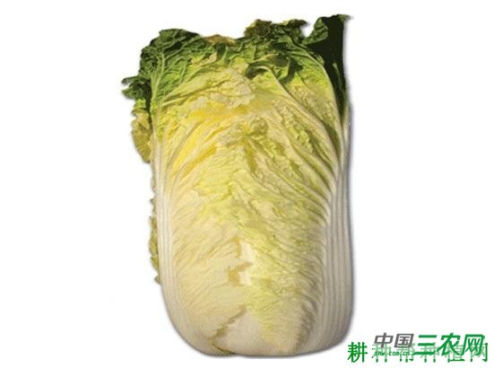 京秋黄心70大白菜品种好不好？