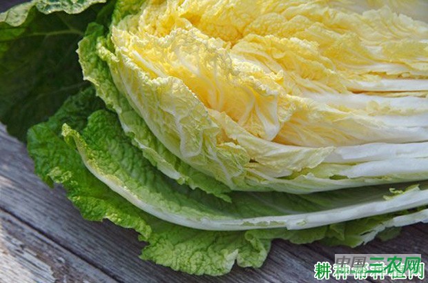 京秋黄心70大白菜品种好不好？