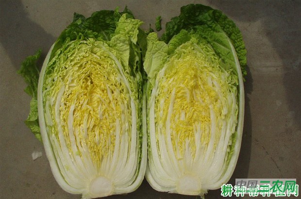 京秋黄心70大白菜品种好不好？