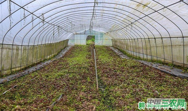 大棚内如何防止有害气体发生？