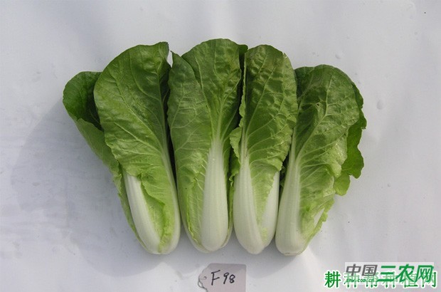 30快菜大白菜品种好不好？
