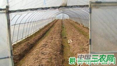 井冈701芦笋品种好不好？