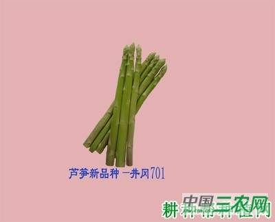 井冈701芦笋品种好不好？