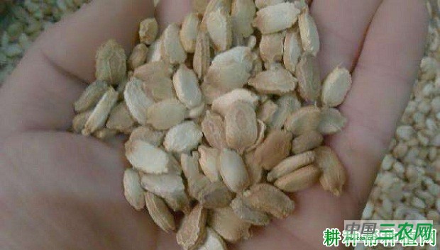 苦瓜种子播种前怎么处理？