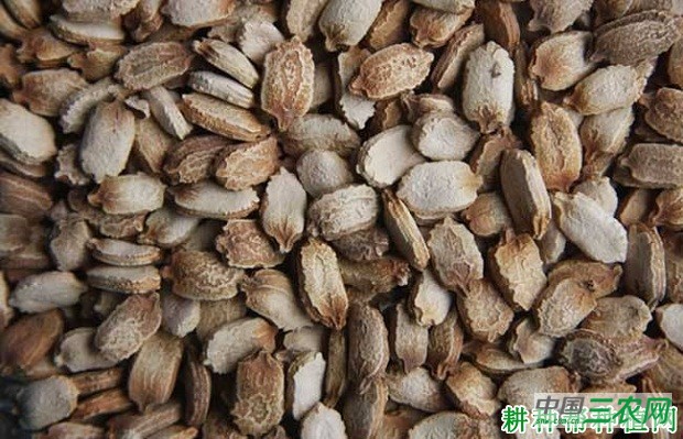 苦瓜种子播种前怎么处理？