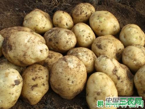 黔芋7号马铃薯品种好不好？