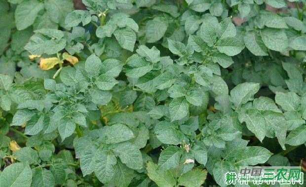 黔芋7号马铃薯品种好不好？