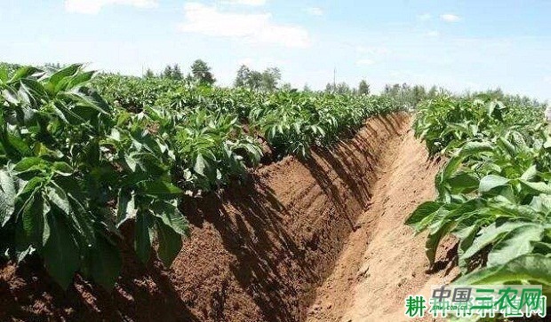希森4号马铃薯品种好不好？