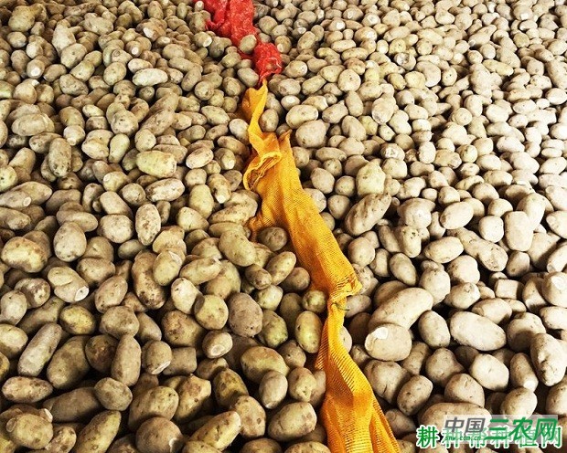 希森4号马铃薯品种好不好？
