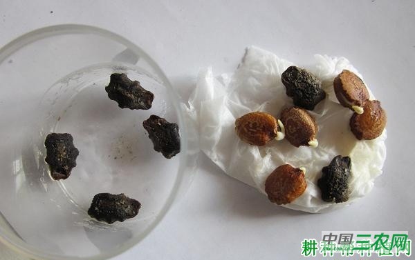 苦瓜种子如何挑选？