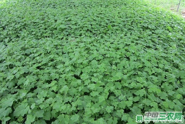 怎么确定苦瓜的播种期？