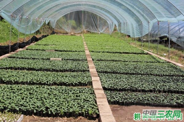 怎么确定苦瓜的播种期？