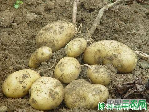 晋早1号马铃薯品种好不好？