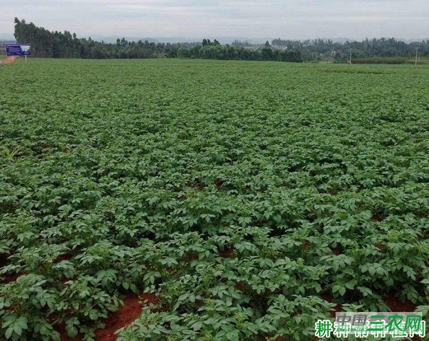 晋早1号马铃薯品种好不好？