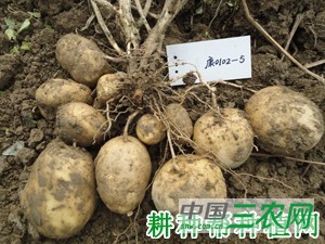 秦芋32号马铃薯品种好不好？