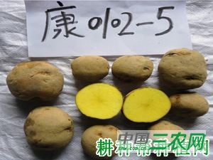 秦芋32号马铃薯品种好不好？